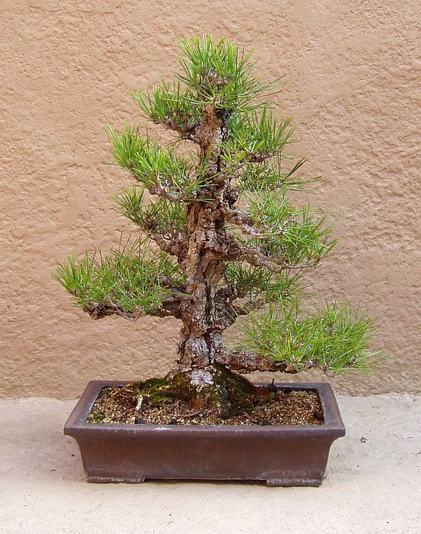 John Naka cork-bark pine, pre-repotting