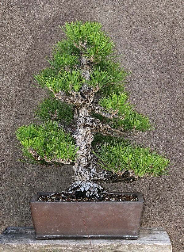 John Naka cork-bark pine, post-repotting