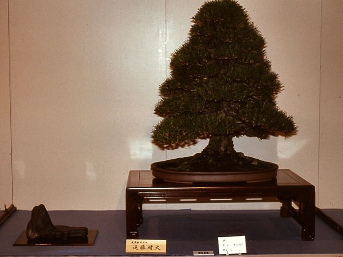 Black pine, Kokufu restyle