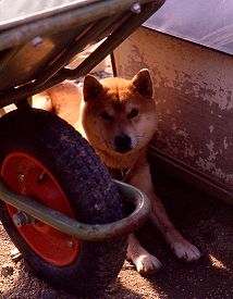 Bonsai-loving pooch