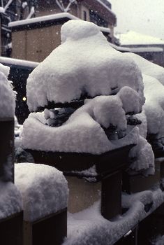 Snowbound bonsai