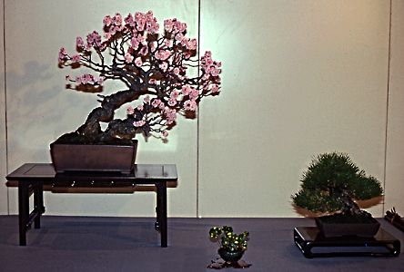 Two-tree display