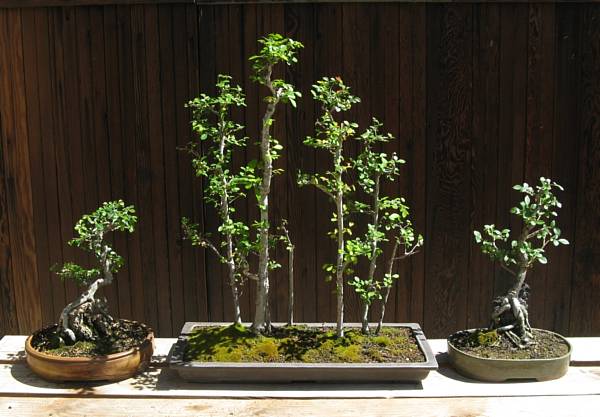 Three of Gloria's bonsai