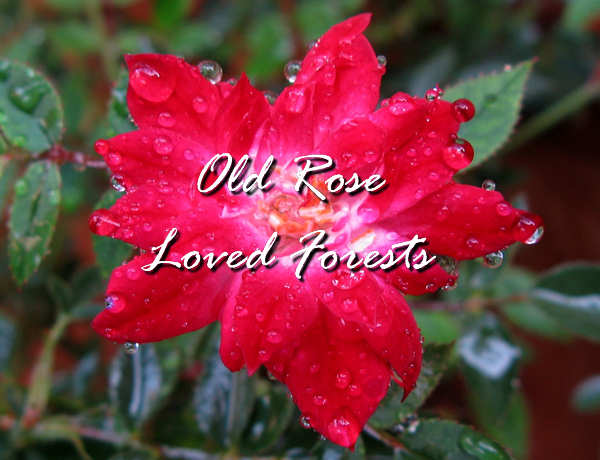 Old Rose Loved Forests