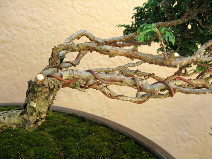 Hinoki cypress