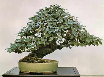 Eleagnus in Bonsai Techniques I