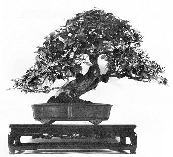 Eleagnus in Bonsai Techniques II