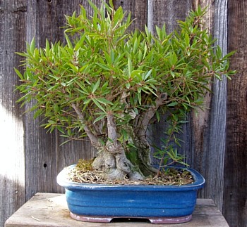 Ficus, thinned
