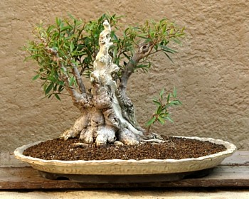 Ficus, new tray