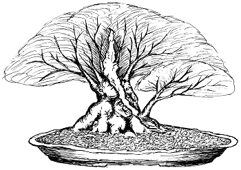 Ficus, future sketch