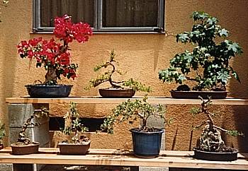 My bonsai collection, circa 1984