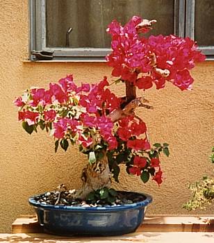 Bougainvillea before being trashed