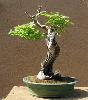 Maple, after repotting