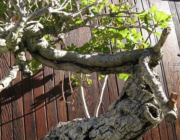Naka oak, dead branches