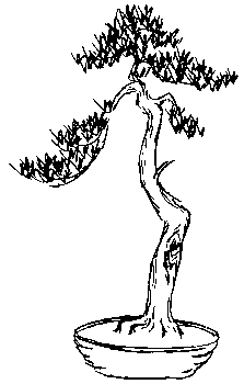 Pine, bunjin sketch