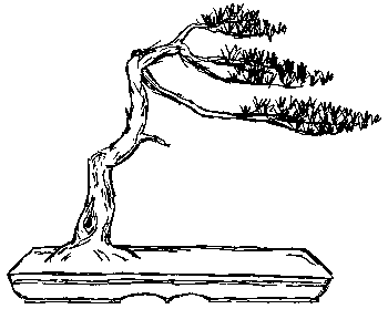 Pine, future sketch