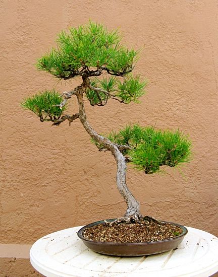 Black pine, before
