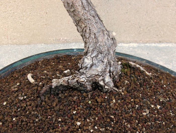 Black pine rootage