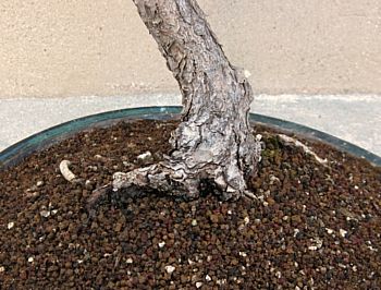 Black pine rootage