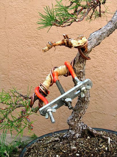 Black pine bent