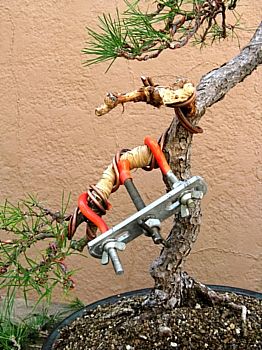 Black pine bent