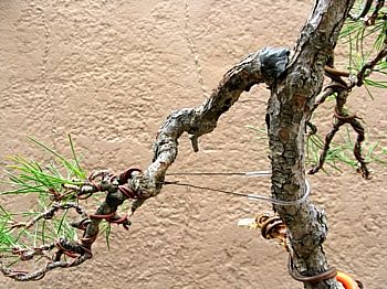 Black pine back view
