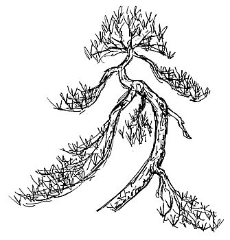 Black pine sketch