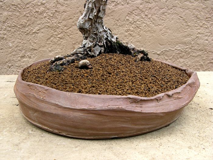 Black pine rootage