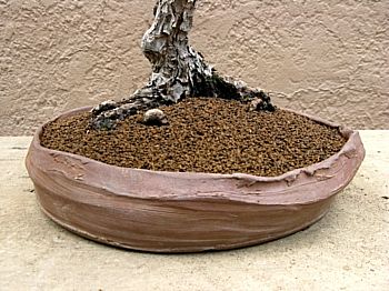 Black pine rootage