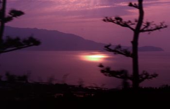 Red pines in Japan