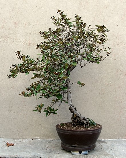 Eleagnus 1