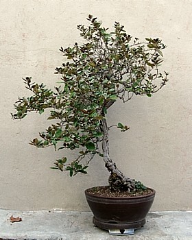 Eleagnus 1