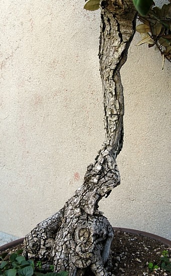 Eleagnus 2