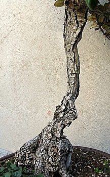Eleagnus 2