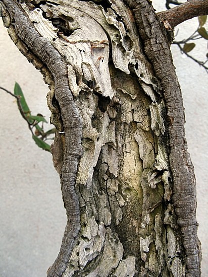 Eleagnus 3