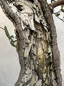 Eleagnus 3