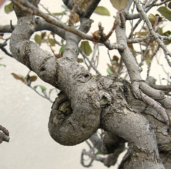 Eleagnus 4