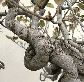 Eleagnus 4