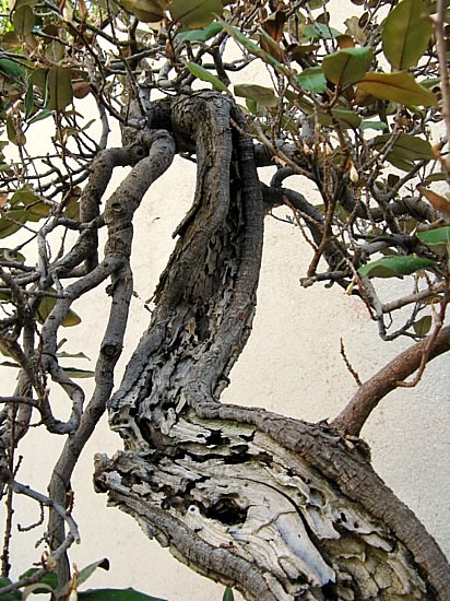 Eleagnus 5
