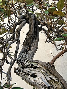 Eleagnus 5