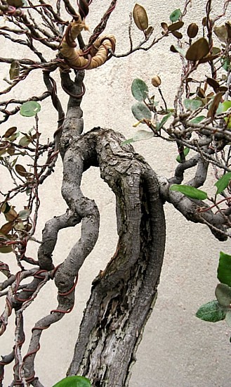 Eleagnus 6