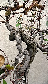 Eleagnus 7