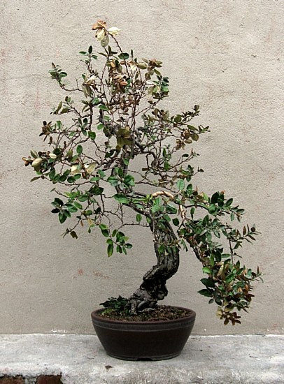 Eleagnus 8