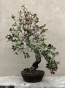 Eleagnus 8