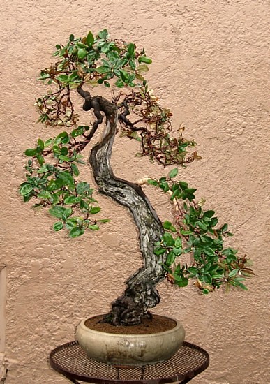 Eleagnus 9