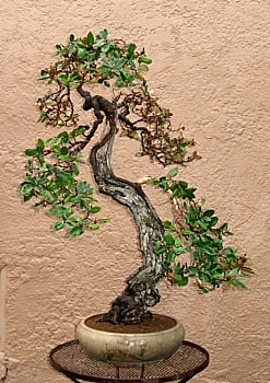 Eleagnus 9