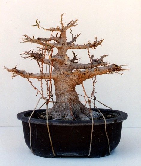 Ficus in training