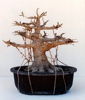 Ficus in training