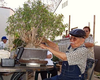 Ficus and John Naka