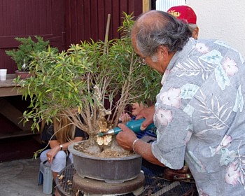 Ficus and Mel Ikeda
